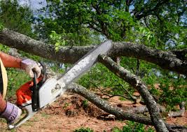 Best Tree Risk Assessment  in Franklin Farm, VA